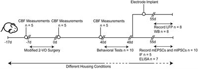 Enriched environment attenuates hippocampal theta and gamma rhythms dysfunction in chronic cerebral hypoperfusion via improving imbalanced neural afferent levels